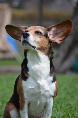 Shiloh enjoying the breeze in her face two days after surgery