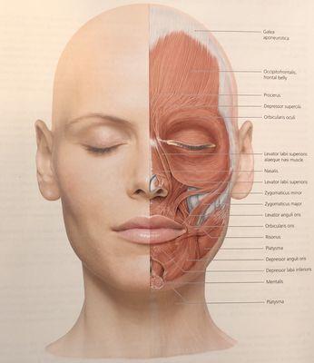 Muscles of facial expression