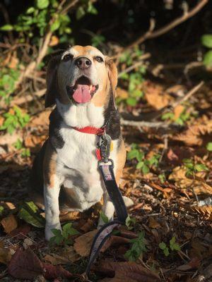 Jolene sure loves her walks