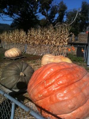 Giant pumpkins