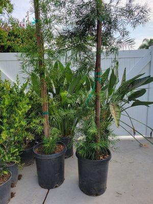 15-gallon Podocarpus