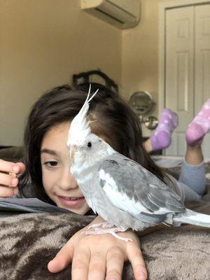 White faced pied cockatiel my daughter named Ron, best friends already! Lol