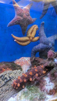 Sea stars and a sea cucumber in the Estuarium Thunderdome tank.