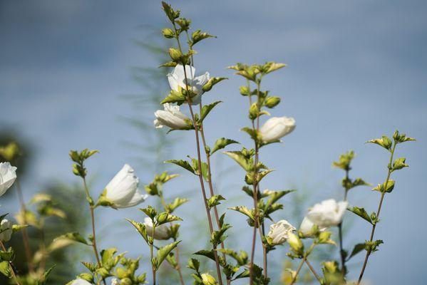 Diana Rose of Sharon