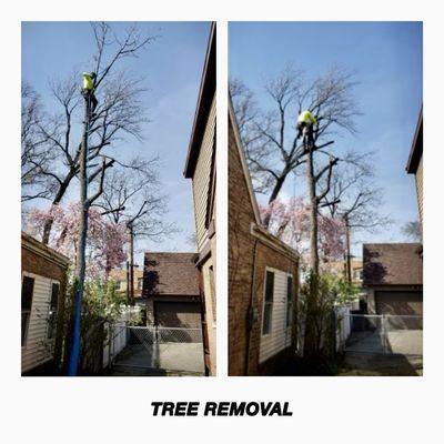 Tree Removal