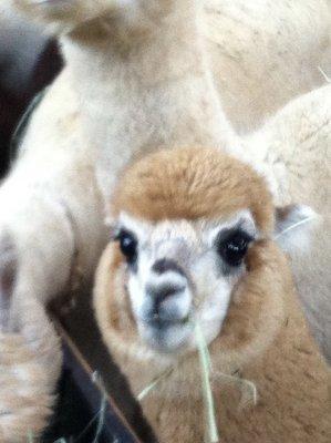 Friendly alpaca