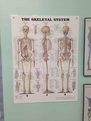 Anatomical chart