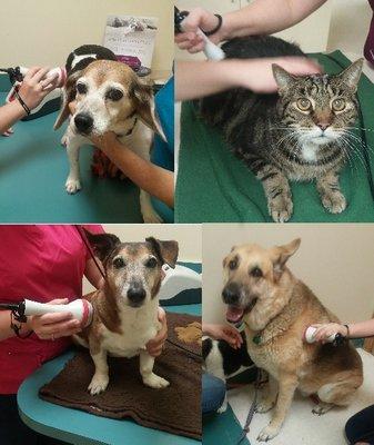 Laser Therapy at Hill Creek Veterinary Hospital