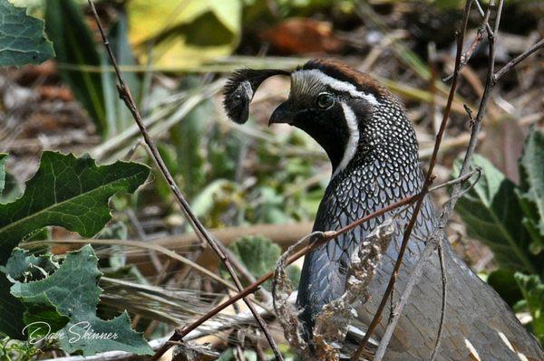 California Quail