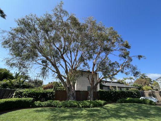 2 Eucalyptus trees AFTER artful thinning and cleanup. The team was careful to leave my owl box undisturbed.