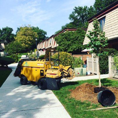 Stump grinding then planting new trees for new city condos