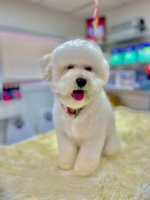 Bichon Frise dogs require regular grooming to prevent matting and tangling of their fur, which can cause pain and discomfort.