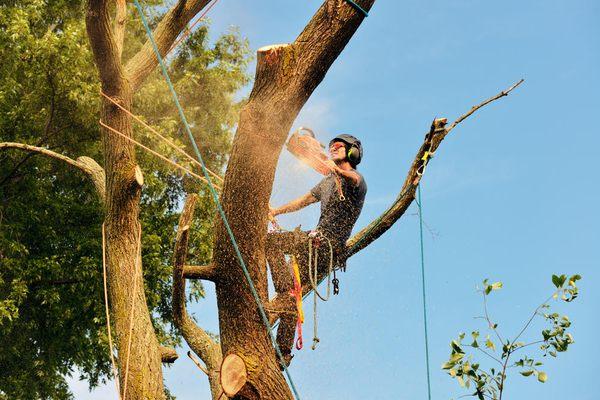 Tree Cutting Services in Pueblo, CO