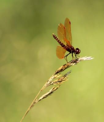 Male Eastern Amberwing Dragonfly