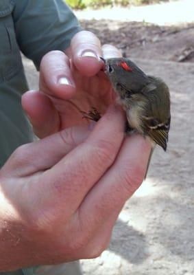 Bird ready for release.