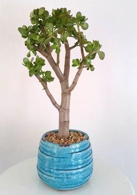 jade trunk available for local delivery