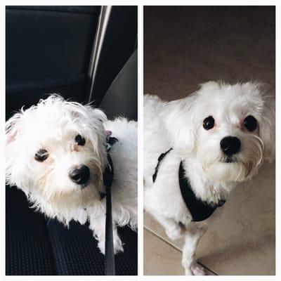 From scruffy to fluffy. Thank you Le Bone Pet Spa!