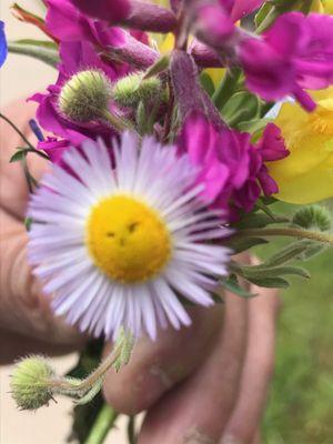 This is a picture of little baby Dr. Sewes every remembers has to remember him . i found his face hiding in a flower. With out meds.