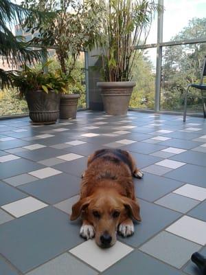 Amos, our 13-year-old Basset/Beagle, at his checkup 4 days after Bradford Park saved his life. He's recuperating nicely!