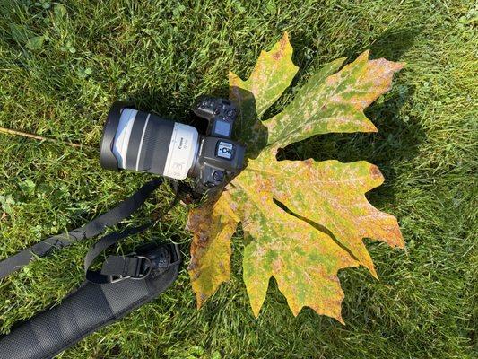 Now THAT'S a leaf!