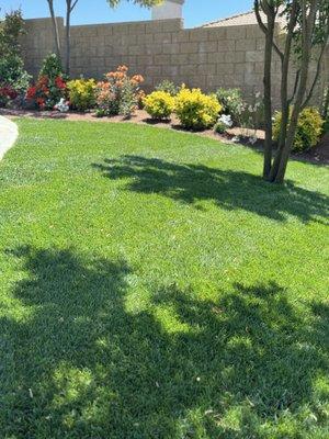 Irrigation and fescue grass instal with colorful plants.