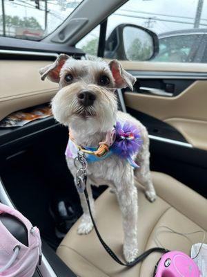 Gretta right after her grooming.  She's so cute!!