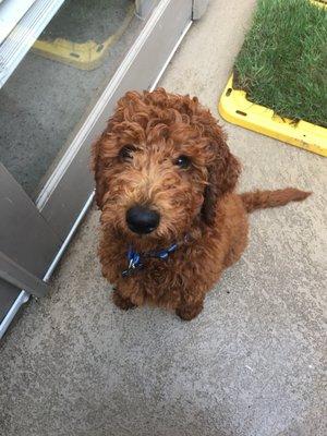 Douglas loves the employees at Pet Food Express that give him chicken treats.