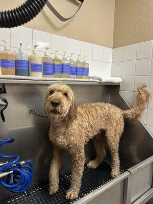 Barkley enjoying his bath!