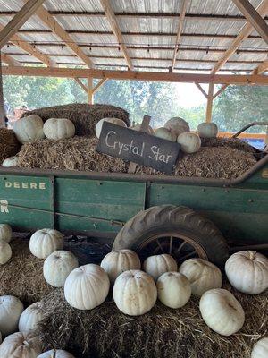 White pumpkins