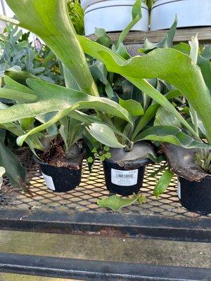 Staghorn Fern