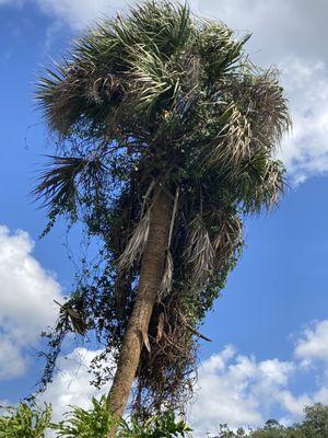 BEFORE: Palm covered with Confederate Jasmine.