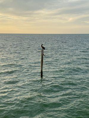 Sunset view off the pier