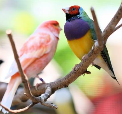 Come see one of Southwest Florida's private aviaries right from your dental chair.