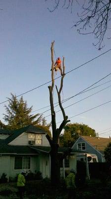 Tree Removal in Progress