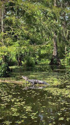 Gator basking in the sun.