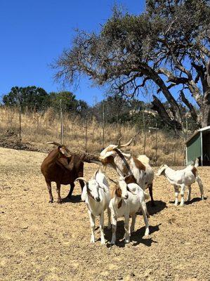 The goats at Yin Ranch