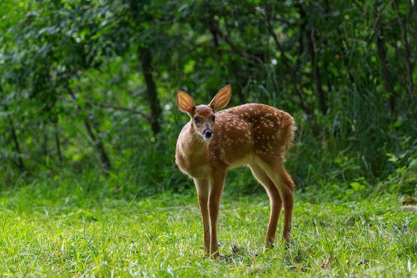 cute that the little fawn has these big glowing ears.