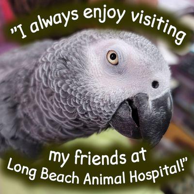 Long Beach Animal Hospital