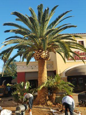 Date Palm  Pine Apple Look!