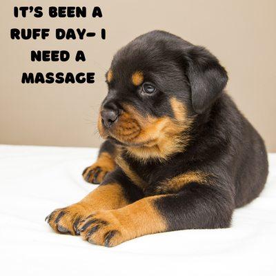 Doggo wants massage too