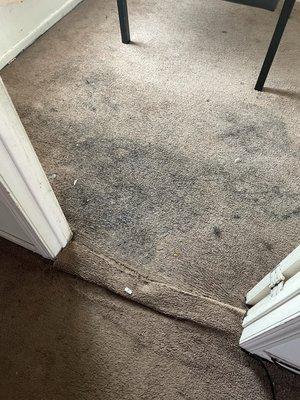 Carpet cleaning before/after