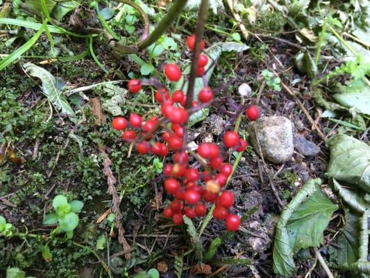 Learning about poisonous berries.