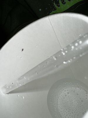 Ant Fountain Beverage