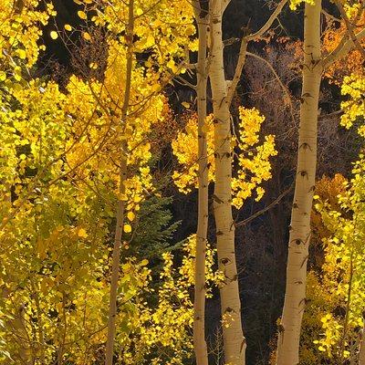 Populus tremuloides in the mointains