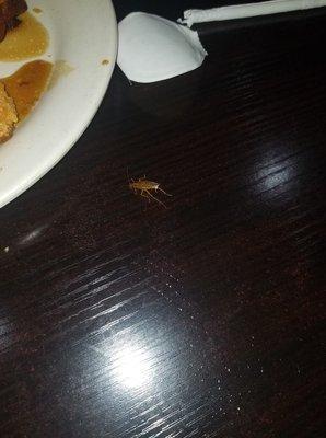 Cockroach !!!! Disgusting .