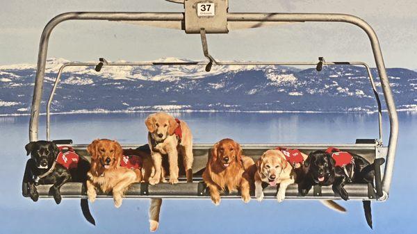 Dogs on a Lift