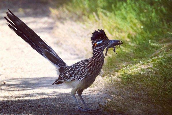 Greater Roadrunner with his lizard lunch!! My first roadrunner!! May 2023