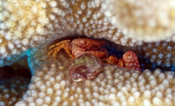 yellow spotted guard crab