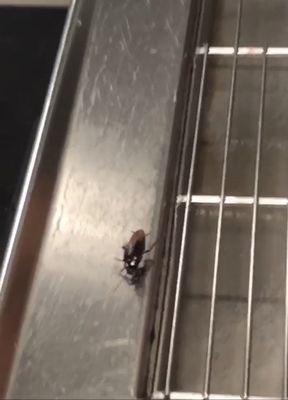 Cockroach by drink machine