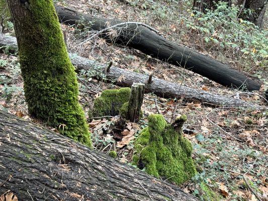 Mossy view from the trail